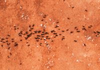 Zwalczanie mrówek w domu – jak się za to zabrać? Zwalczanie mrówek w domu – jak się za to zabrać?