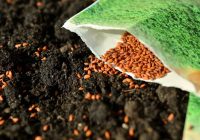 Materiał siewny – o czym mowa w praktyce?