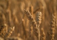 Materiał siewny – po jaki warto sięgnąć?