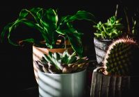 Rośliny doniczkowe oczyszczające powietrze – co warto o nich wiedzieć?