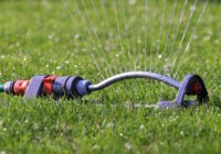 Jak zadbać o prawidłowe nawadnianie ogrodu latem?