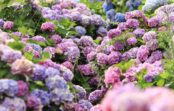 Hortensja Grandiflora — elegancki akcent w każdym ogrodzie