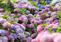 Hortensja Grandiflora — elegancki akcent w każdym ogrodzie