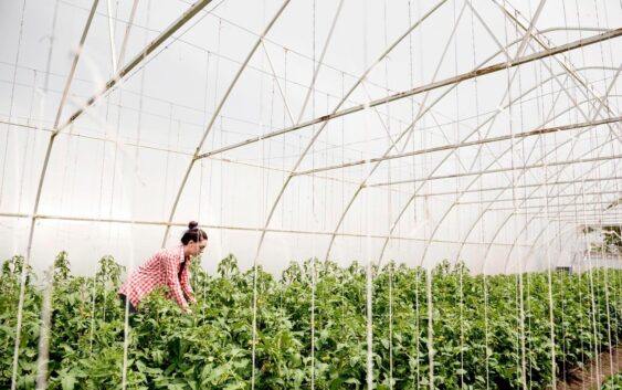 ogrodowy tunel foliowy